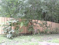 Cedar Batten Board Privacy Fence Minnesota