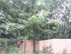 Cedar Batten Board Privacy Fence Minnesota